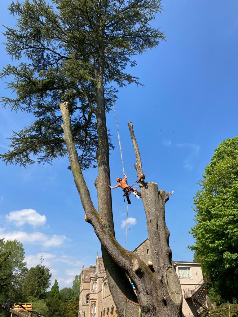 Affordable Arborists in Lancashire DanArb Tree Care